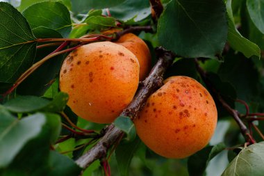 Ağaçta portakal kayısısı var. Bahçede büyüyen meyveler. 