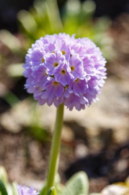 Alp tepesinde primula denticulata. Bahar bahçesinde çuha çiçeği. 