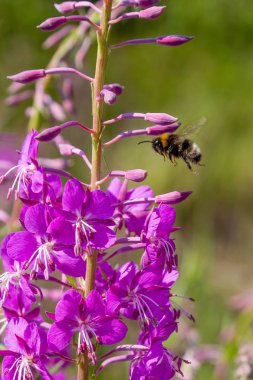 Fireweed Mor çiçekler, Rosebay Willowherb, Epilobium angustifolium, Fransız söğüt, doğal arka planda Ivan-çay, sağlıklı çay, geleneksel tıp. Çiçek arka plan