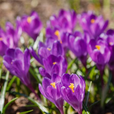 Çiğdem, çoğul crocuses iris ailesinde çiçekli bitkilerin bir cinstir. Bir demet timsah, timsahlarla dolu bir çayır.