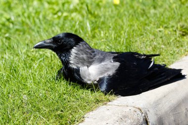 Corvus cornix. Bahçede gri karga civciv