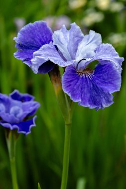 Sibirya iris çiçekleri (iris sibirica) bahçede yeşil bir arka plan üzerinde