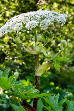 Heracleum sosnowskyi zehirli bitki, yaygın dev hogweed, cartwheel-çiçek, dev maydanoz, dev yaban havucu, hogsbain olarak bilinir