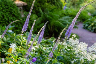 Veronica longifolia'nın bahçedeki mavi çiçeği. Bahçede şifalı bitkiler
