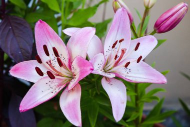 Hemerocallis yaz bahçesinde. Daylilies, Hemerocallis cinsine ait bir bitki grubudur.