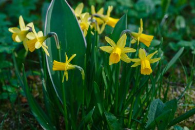 Bahar bahçesinde Nergis çiçekleri (Narcissus melezi)