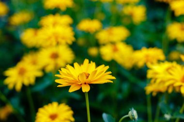 Çiçek yatağında sarı papatyalar. Otsu yıllıklar ve çok yıllık heliopsis cinsi (Heliopsis).