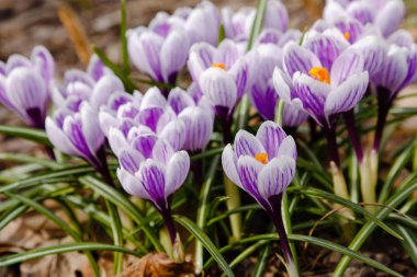 Çiğdem, çoğul crocuses iris ailesinde çiçekli bitkilerin bir cinstir. Bir demet timsah, timsahlarla dolu bir çayır.