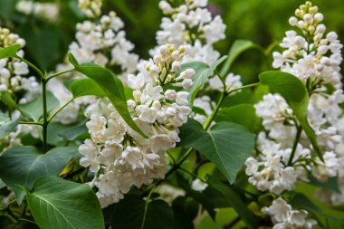 Bahçede çiçek açan leylak (Syringa). Doğal arka planda güzel mor leylak çiçekleri