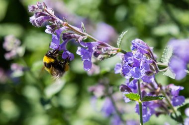 Nepeta veya Catnip çiçek çiçekleri. Yaz çiçek arka plan. Yaz bahçesinde şifalı bitkiler ve bitkiler-bal bitkileri