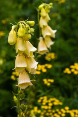 Digitalis Purpera 'nın çiçeği, bahçede yüksükotu. Digitalis (dijitalis) yaygın bir dekoratif ve tıbbi bitkinin yanı sıra değerli bir bal bitkisidir.