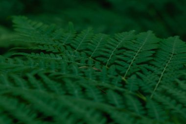 Orman bitkileri ile yeşil tropikal arka plan. Eğrelti otu yapraklarının arka planı