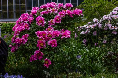 çiçekli peonies bahçede