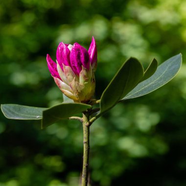 Bahar bahçesinde çiçekli rhododendrons