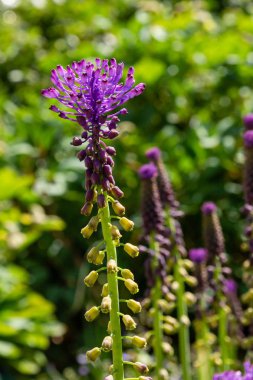 Muscari çiçekleri, Muscari armeniacum, Üzüm Sümbüller bahar çiçekleri nisan ve mayıs aylarında çiçek. Mavi çiçekli Muscari armeniacum bitkisi