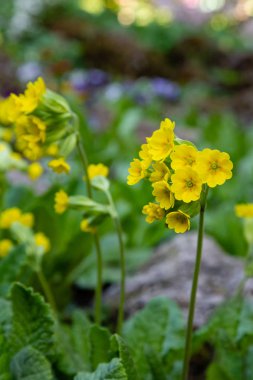 Bahar bahçesinde çiçek açan primula çiçekleri