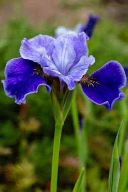 Sibirya iris çiçekleri (iris sibirica) bahçede yeşil bir arka plan üzerinde