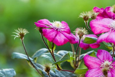 Bahçede uzun ömürlü Clematis sarmaşıkları. Büyüyen klematitler. Açan klematis