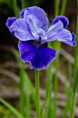 Sibirya iris çiçekleri (iris sibirica) bahçede yeşil bir arka plan üzerinde
