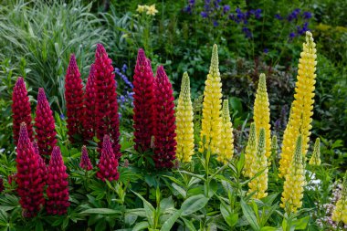 Lupin çiçekleri (Lupinus cinsi) yaz bahçesinde