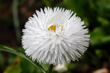 Bahçedeki beyaz papatyalar