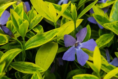 Bahar bahçesinde periwinkle mor mavi çiçekler (vinca minör). Vinca minör L. - cüce periwinkle, küçük periwinkle, ortak periwinkle, mersin, sürünen mersin