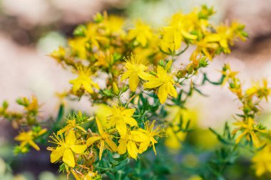 St. John's Wort'un sarı çiçekleri üzerine bumblebee. Hypericum perforatum, Hypericum cinsi ve şifalı bir bitkinin çiçekli bitki türü.
