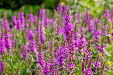 Doğal bir arka planda Lythrum salikarisisinin mor çiçekleri