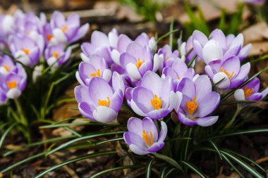 Çiğdem, çoğul crocuses iris ailesinde çiçekli bitkilerin bir cinstir. Bir demet timsah, timsahlarla dolu bir çayır.