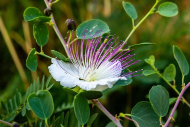 Kapari çalı (capparis spinosa) çiçekleri kapatın. Mor ve beyaz çiçekler caperous dikenli. Capparis spinosa, kapari çalı, ayrıca Flinders gül denir. Egzotik çiçekler