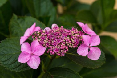 Ortanca çiçekleri açar. Kaplarda süs bitkileri ile Ortanca Bush.