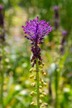 Muscari çiçekleri, Muscari armeniacum, Üzüm Sümbüller bahar çiçekleri nisan ve mayıs aylarında çiçek. Mavi çiçekli Muscari armeniacum bitkisi