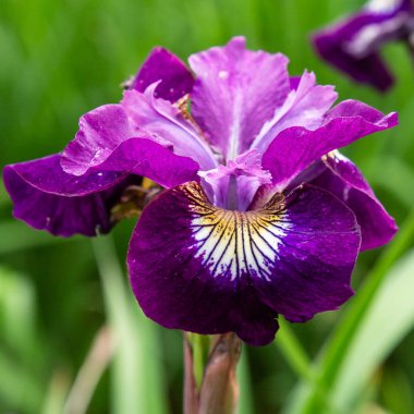 Sibirya iris çiçekleri (iris sibirica) bahçede yeşil bir arka plan üzerinde