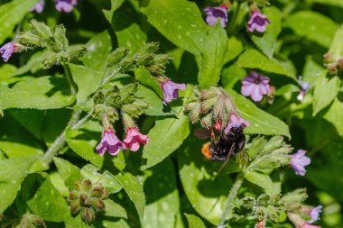 Bahar bahçesinde Pulmonaria (akciğer otu). Akciğer otu çiçekleri üzerinde yaban arısı. Çiçekli, mor ve pembe çiçekli bahar arkaplanı. Bahçedeki şifalı bitkiler