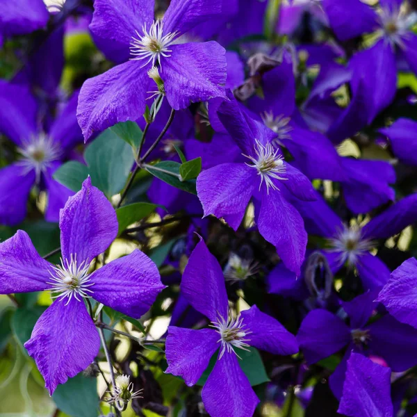 Flores Perenes Videiras Clematis Jardim Crescer Clematis Clematis Floridos — Fotografia de Stock