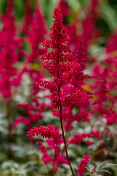 Astilbe Japónica Jardín Espiraea Falsa Salsificar Fondo Natural — Foto de Stock