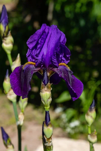 Xiphium Nel Giardino Estivo Xiphium Pianta Bulbosa Perenne — Foto Stock