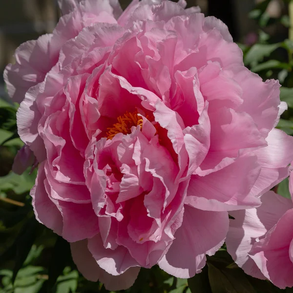 Peonías Con Flores Jardín — Foto de Stock