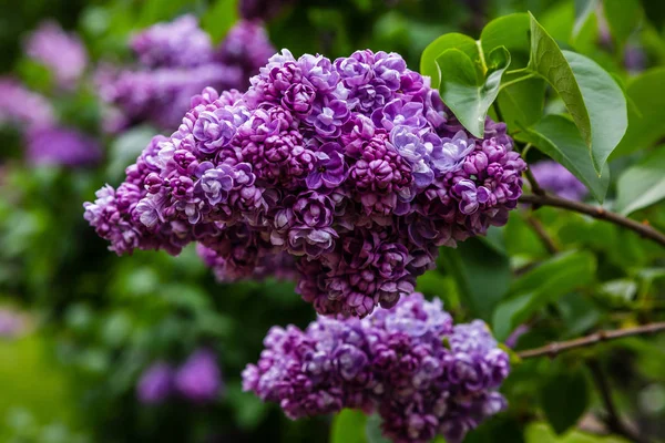 Lilas Fleurs Syringa Dans Jardin Belles Fleurs Lilas Violet Sur — Photo