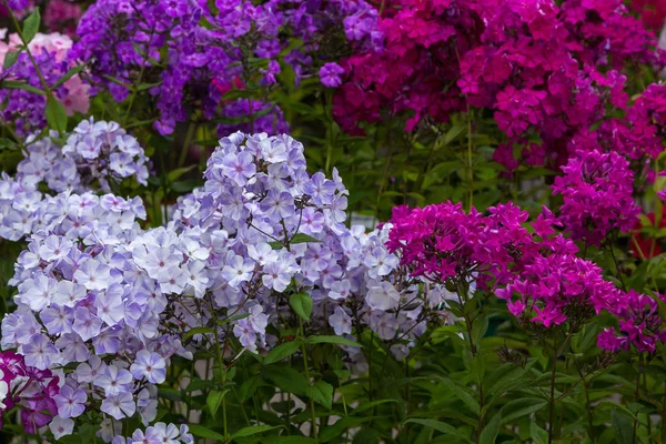 Hortenzia Virágzik Hydrangea Bokor Dísznövények Konténerekben — Stock Fotó