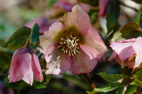 Hellebore bahçede çiçek açıyor