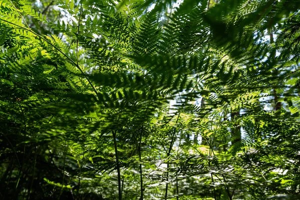 Fond Tropical Vert Avec Des Plantes Jungle Contexte Des Feuilles — Photo