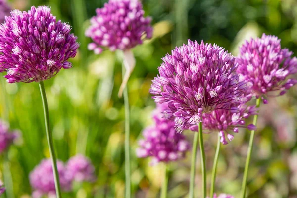 Allium Rotundum Trädgården Växande Uppsvällda Växter Trädgården Honungsväxter Trädgården — Stockfoto