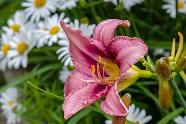 Bahçede Çiçekli Günlükler Yaz Bahçesinde Çiçek Açan Hemerocallis Daylilies Güzel — Stok fotoğraf