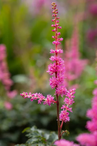 Astilbe Japónica Jardín Espiraea Falsa Salsificar Fondo Natural — Foto de Stock