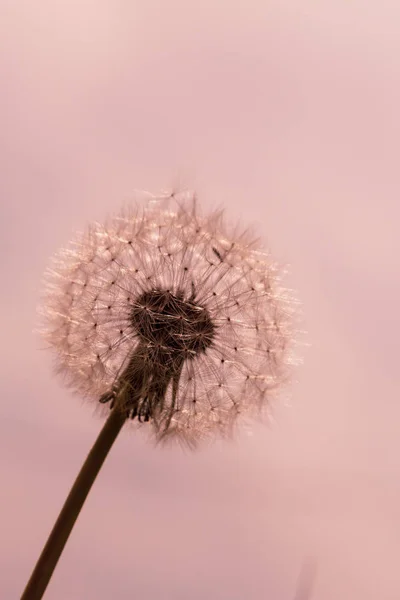 Arrière Plan Avec Pissenlit Taraxacum Boule Souffle — Photo