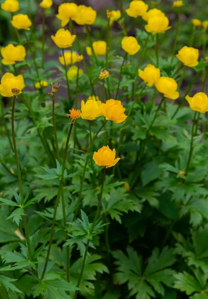 Globeflower Żółte Kwiaty Trollius Lub Globeflower Lat Trllius Rodzaj Wieloletnich — Zdjęcie stockowe