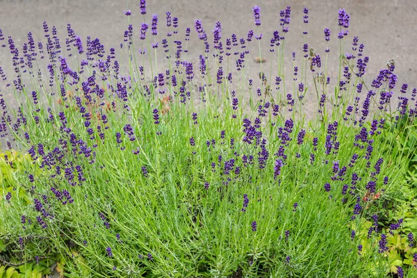 Vacker Sommarvy Med Lavendel Blommor — Stockfoto