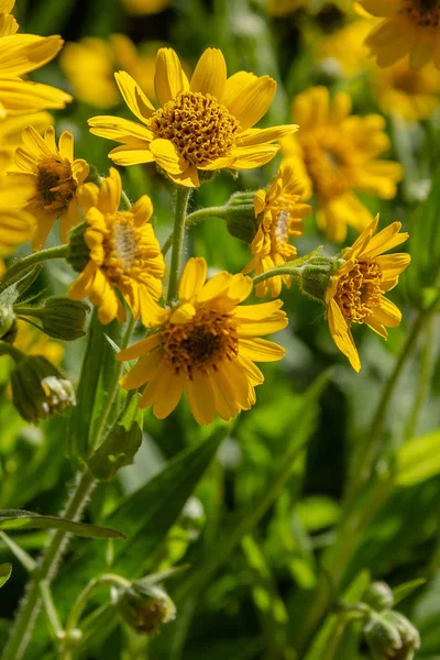 Arnica Foliosa Jardim Flores Amarelas Arnica Foliosa Plantas Medicinais Jardim — Fotografia de Stock