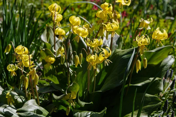 Erythronium Virágai Tavaszi Kertben Évelő Zöldséges Hagymás Növény Liliom Család — Stock Fotó